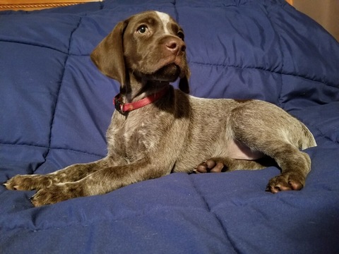 Medium Photo #1 German Shorthaired Pointer Puppy For Sale in LEWISTOWN, PA, USA