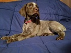 Small Photo #1 German Shorthaired Pointer Puppy For Sale in LEWISTOWN, PA, USA