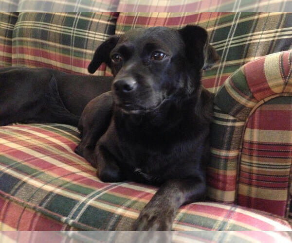 Medium Photo #3 Chug Puppy For Sale in MACON, GA, USA