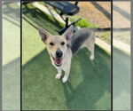 Small #14 German Shepherd Dog Mix