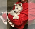 Small Photo #7 Siberian Husky Puppy For Sale in ROSEVILLE, CA, USA