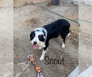Father of the Border Collie puppies born on 11/09/2019