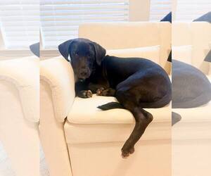 Labrador Retriever-Unknown Mix Dogs for adoption in Sanderson, FL, USA