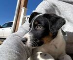 Small Photo #6 Australian Shepherd Puppy For Sale in PUEBLO WEST, CO, USA