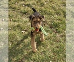 Small Photo #1 Airedale Terrier Puppy For Sale in LAMBERTVILLE, NJ, USA