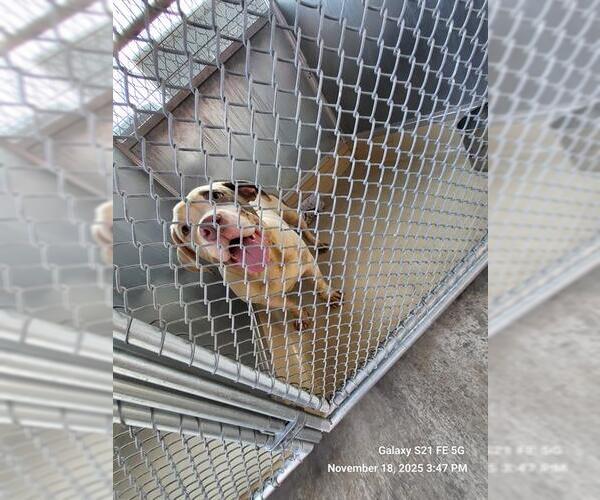 Medium Photo #1 American Staffordshire Terrier-Unknown Mix Puppy For Sale in San Antonio, TX, USA