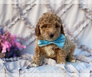 Goldendoodle Puppy for sale in LANCASTER, PA, USA