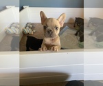 Small Photo #8 French Bulldog Puppy For Sale in VALLEJO, CA, USA