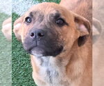 Small Photo #6 American Staffordshire Terrier-Unknown Mix Puppy For Sale in Chino Hills, CA, USA