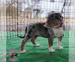 Small Photo #2 American Bully Puppy For Sale in LEWISBURG, TN, USA