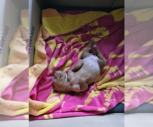 Vizsla Puppy for sale in ARLINGTON, TX, USA