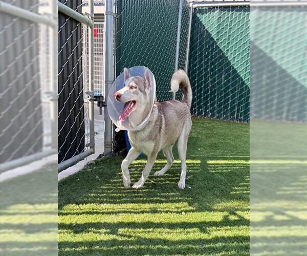 Medium Photo #2 Siberian Husky Puppy For Sale in San Bernardino, CA, USA