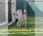 Small Photo #2 Siberian Husky Puppy For Sale in San Bernardino, CA, USA