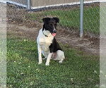 Small Border Terrier-Rat Terrier Mix