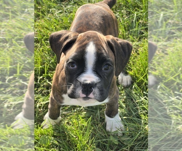 Medium Photo #1 Boxer Puppy For Sale in BEECH GROVE, IN, USA