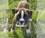 Small Photo #1 Boxer Puppy For Sale in BEECH GROVE, IN, USA