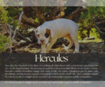 Puppy Hercules Boxer