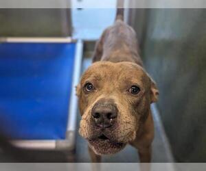 American Pit Bull Terrier Dogs for adoption in Downey, CA, USA