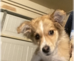 Jack-A-Ranian Dog for Adoption in BUFORD, Georgia USA