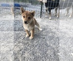 Small Photo #1 Shiba Inu Puppy For Sale in HARRISBURG, MO, USA