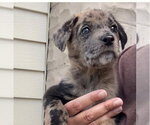 Small #5 Australian Shepherd Mix