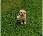Small Photo #2 Goldendoodle Puppy For Sale in WEST BROOKFIELD, MA, USA