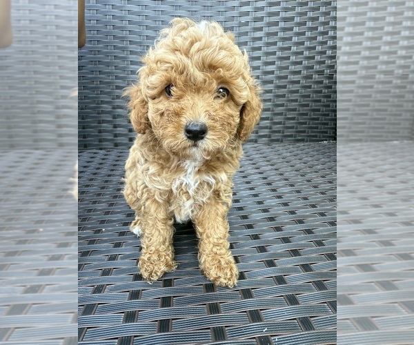 Medium Photo #7 Poodle (Toy) Puppy For Sale in MARYLAND HEIGHTS, MO, USA