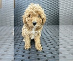 Small Photo #7 Poodle (Toy) Puppy For Sale in MARYLAND HEIGHTS, MO, USA