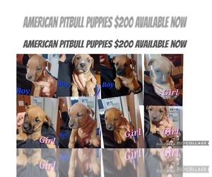 American Pit Bull Terrier Puppy for sale in MANTON, MI, USA