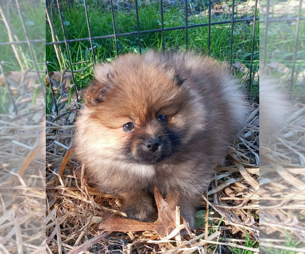 View Ad Pomeranian Puppy for Sale near Virginia, SPOTSYLVANIA, USA
