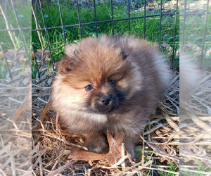 Pomeranian Puppy for sale in SPOTSYLVANIA, VA, USA