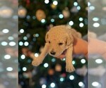 Small Photo #7 Goldendoodle Puppy For Sale in KEIZER, OR, USA