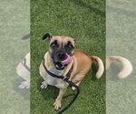 Small #3 Pug Mix