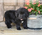 Small #3 Newfoundland