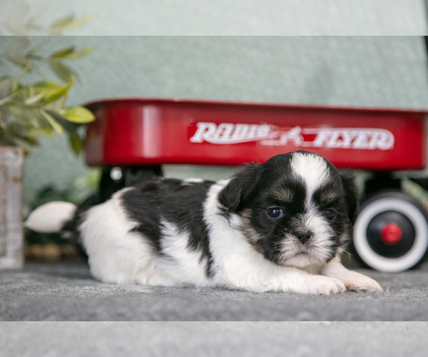 Medium Photo #8 Shih Tzu Puppy For Sale in CLARE, MI, USA