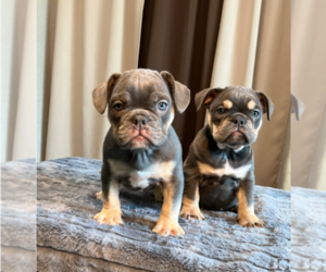 English Bulldog Puppy for sale in SALT LAKE CITY, UT, USA