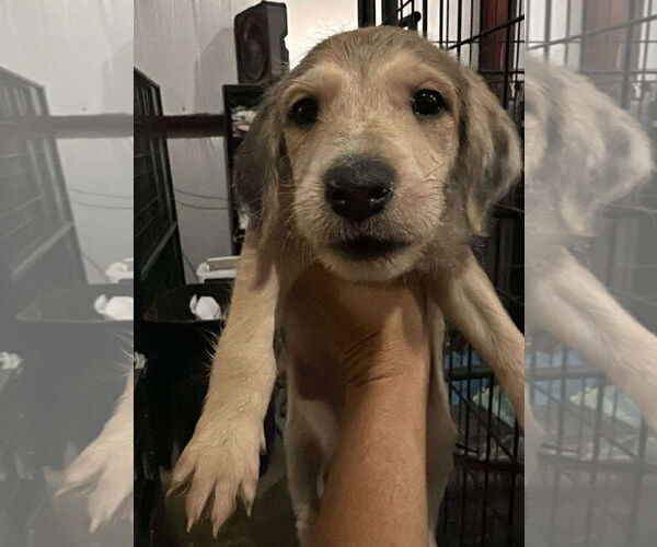 Medium Photo #1 Poodle (Standard)-Unknown Mix Puppy For Sale in Grafton, WI, USA