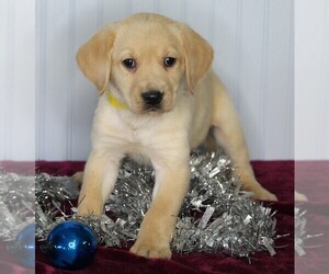 Golden Labrador Puppy for sale in FREDERICKSBURG, OH, USA