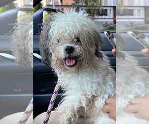 Bichon Frise-Unknown Mix Dogs for adoption in Sayreville, NJ, NJ, USA