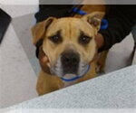 Small Black Mouth Cur