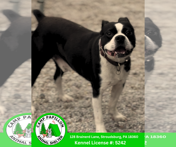 Medium Photo #1 Boston Terrier Puppy For Sale in Stroudsburg, PA, USA
