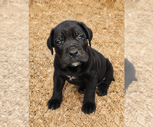 Cane Corso Puppy for Sale in WAUWATOSA, Wisconsin USA