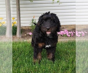 Bernedoodle Puppy for sale in FREDERICKSBG, OH, USA