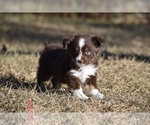 Small #4 Miniature American Shepherd