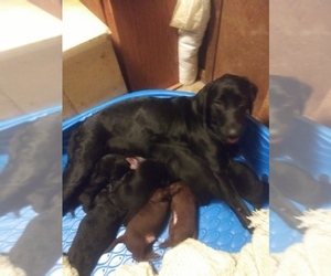 Mother of the Labrador Retriever puppies born on 07/10/2020