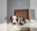 Small #2 Miniature Australian Shepherd