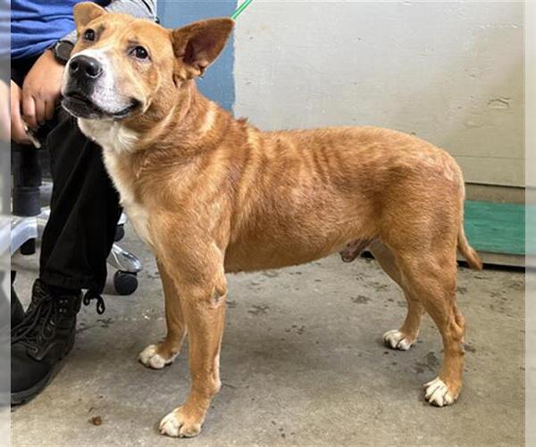 Medium Photo #1 Australian Kelpie-Unknown Mix Puppy For Sale in Camarillo, CA, USA