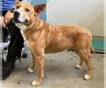 Small Australian Kelpie Mix
