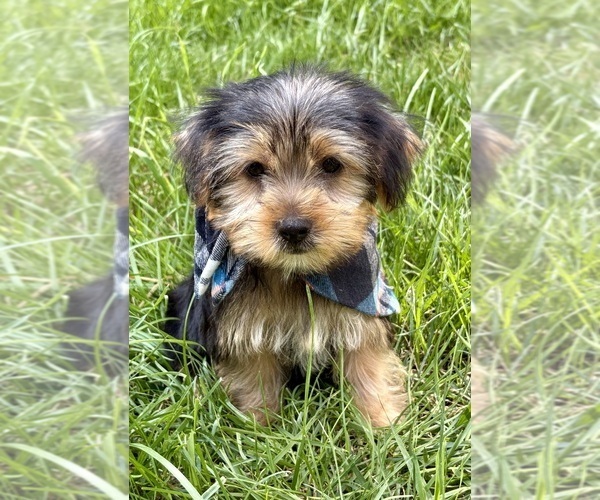 Medium Photo #4 Yorkshire Terrier Puppy For Sale in FAIR HAVEN, MI, USA