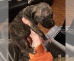 Small Photo #8 American Pit Bull Terrier Puppy For Sale in CHATSWORTH, GA, USA